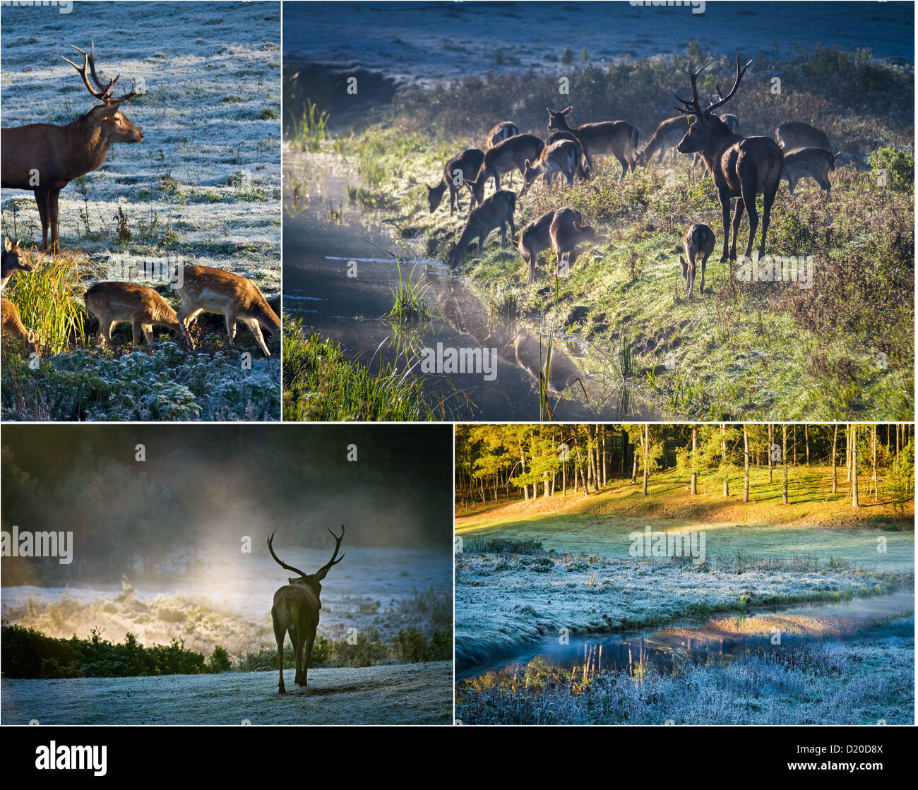 Marble hill park deer hires stock photography and images Alamy
