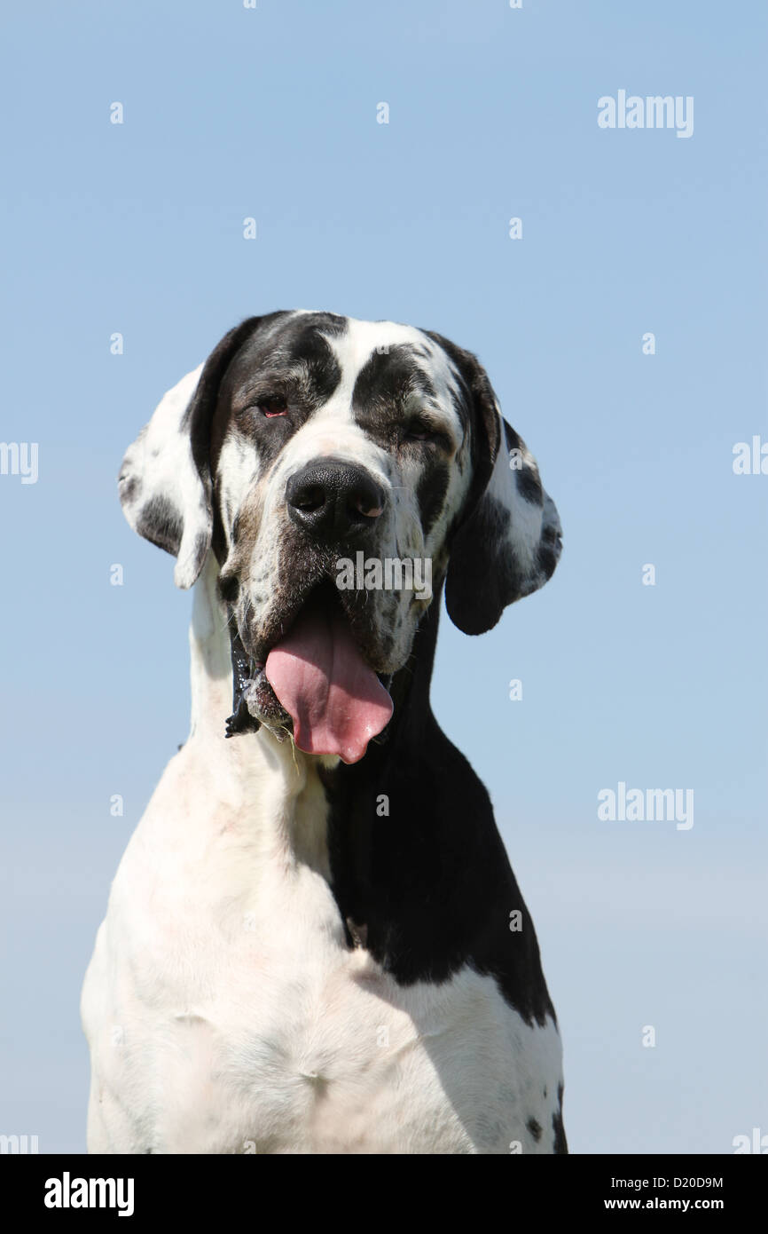 Dog Great Dane / Deutsche Dogge adult Harlequin portrait Stock Photo