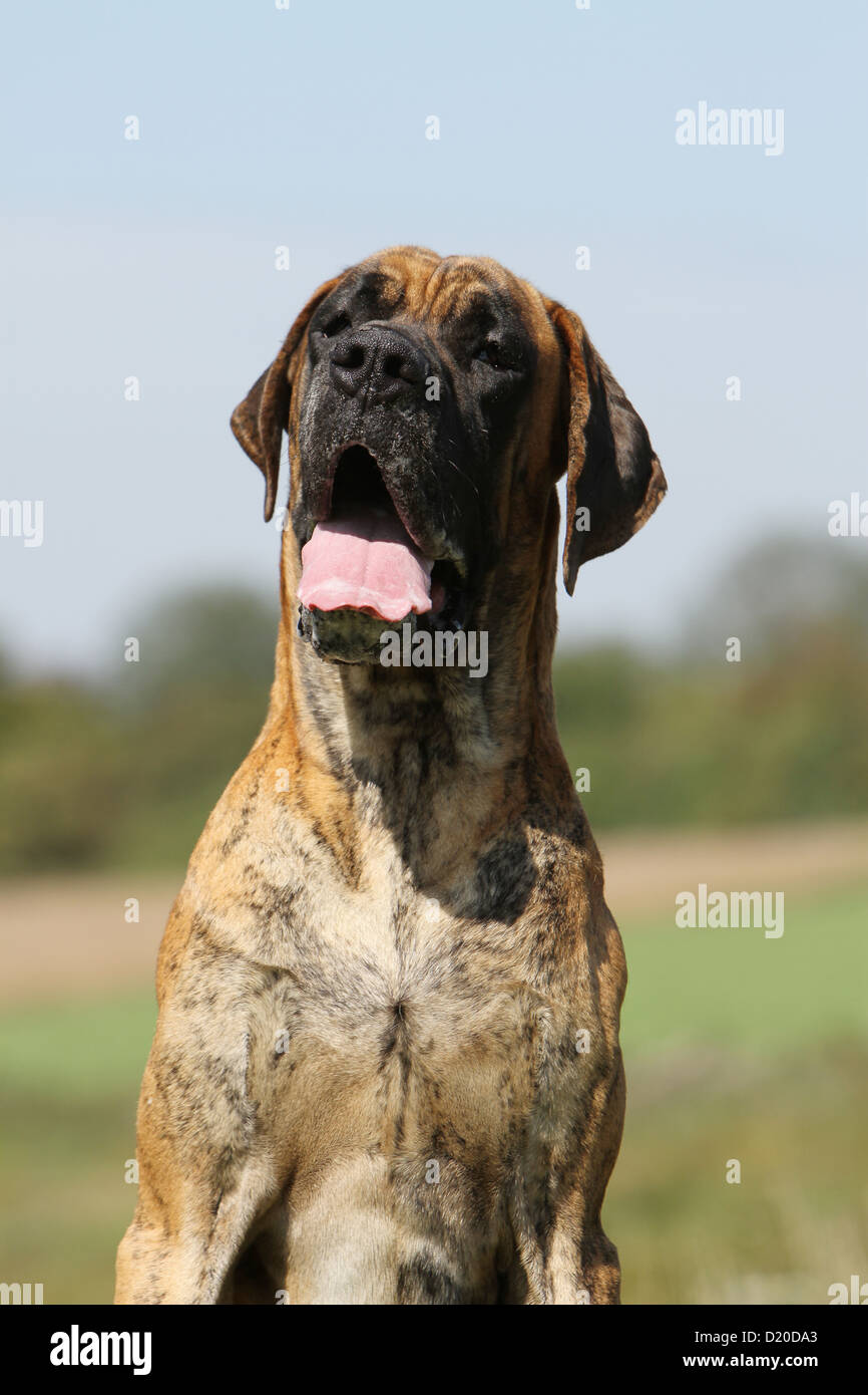 Dog Great Dane / Deutsche Dogge adult brindle portrait Stock Photo