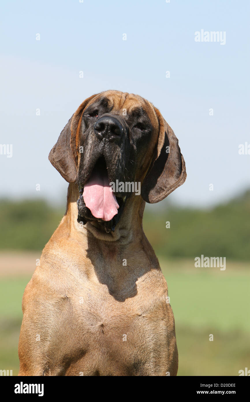 Dog Great Dane / Deutsche Dogge adult fawn portrait Stock Photo