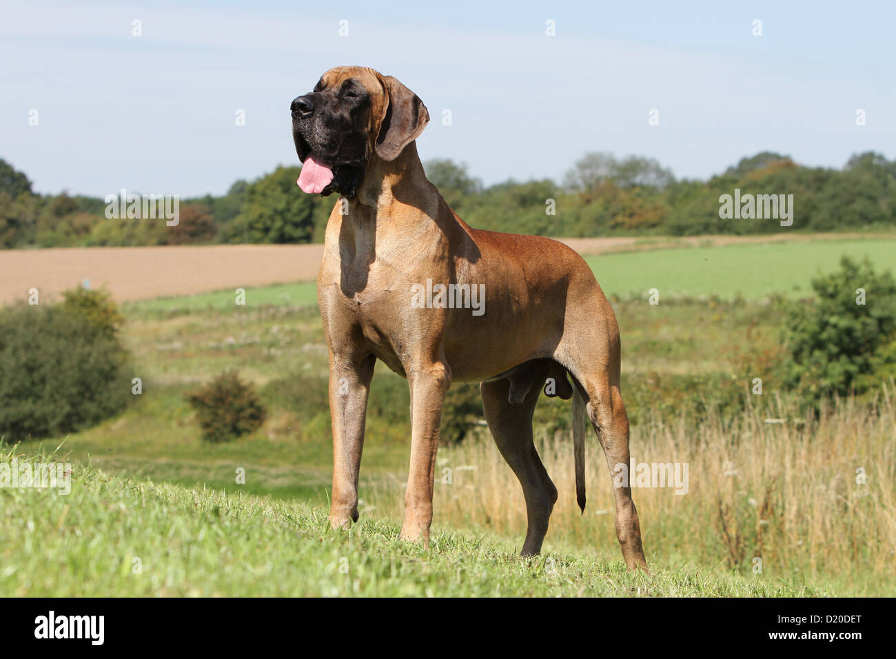 Dog Great Dane / Deutsche Dogge adult fawn standing Stock Photo
