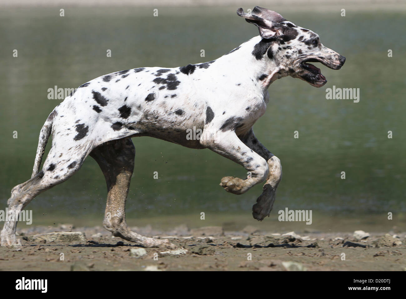 Dog Great Dane / Deutsche Dogge puppy Harlequin running profile Stock
