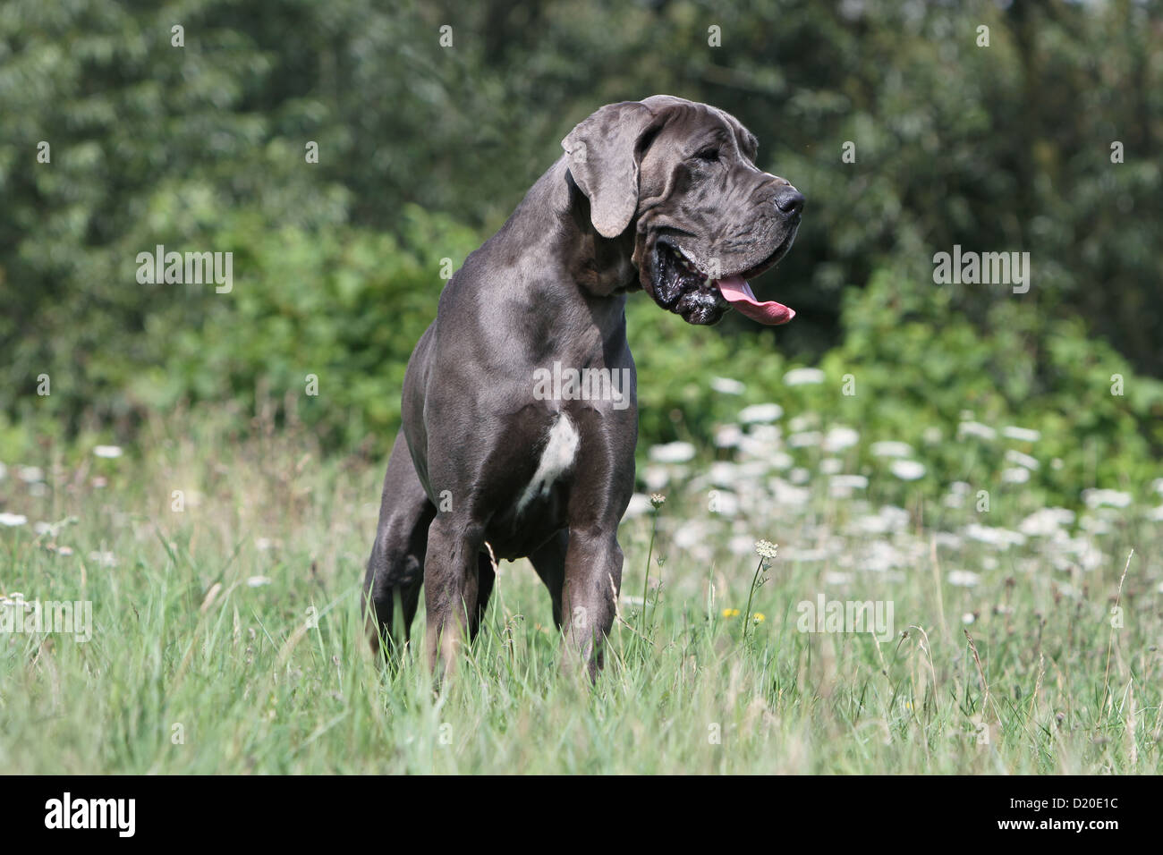 Great Dane 994600 (GSRKW2352S) - Great Dane Surfer Walk-Behind