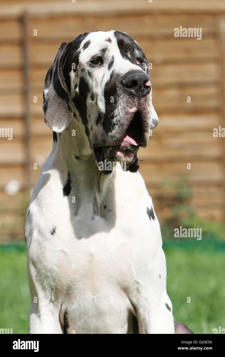 Dog Great Dane / Deutsche Dogge adult Harlequin portrait Stock Photo