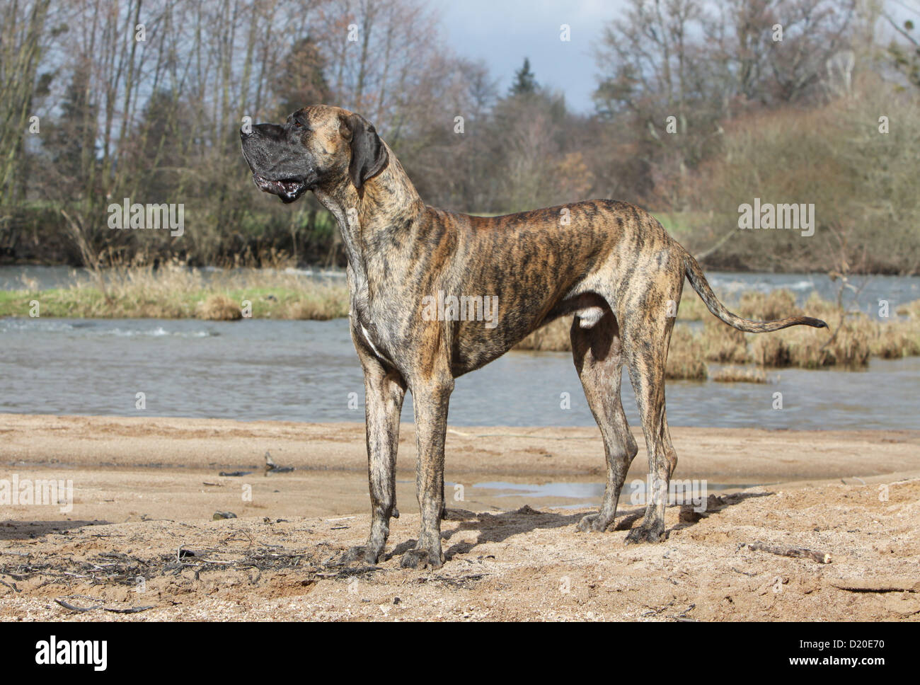 Dog Great Dane / Deutsche Dogge adult brindle standard profile Stock Photo