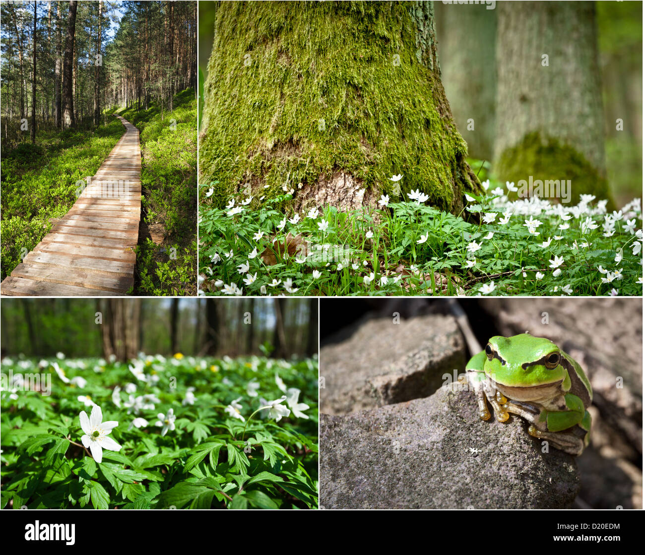 Wildlife in the nature at spring Stock Photo - Alamy