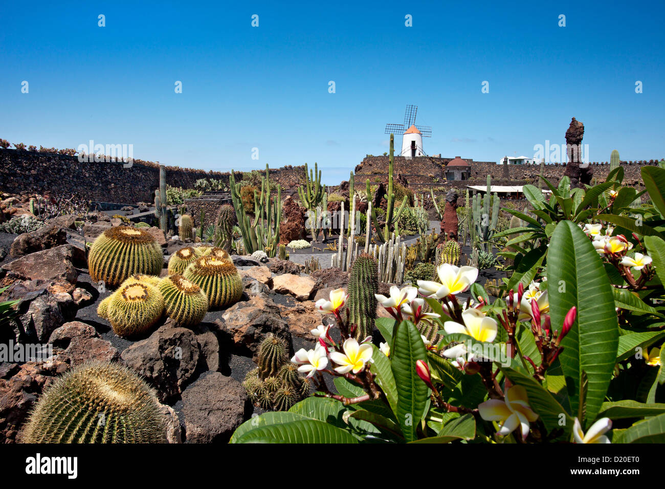Windmill and cacti, botanical garden, Jardin de Cactus, architect Cesar  Manrique, Guatiza, Lanzarote, Canary Islands, Spain, Eur Stock Photo - Alamy