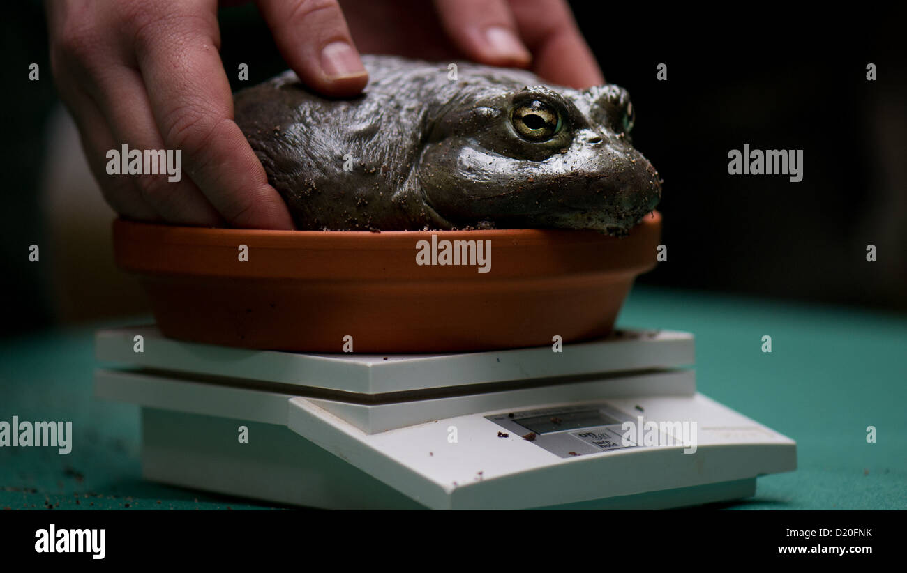 An African bullfrog is weighed during the annual inventory at the zoo in Dresden, Germany, 09 January 2013. Photo: ARNO BURGI Stock Photo