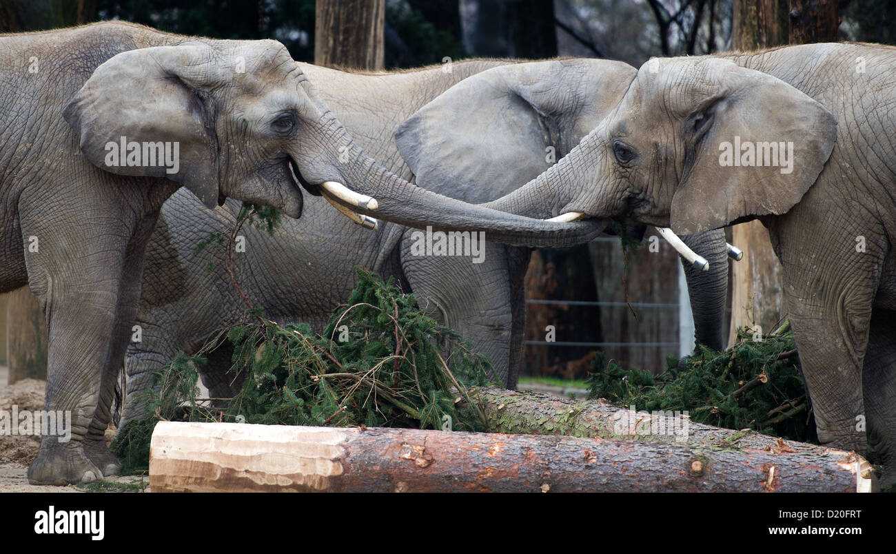 The elephants Drumbo (L-R), Mogli and Sawu eat a spruce during the annual inventory at the zoo in Dresden, Germany, 09 January 2013. Photo: ARNO BURGI Stock Photo