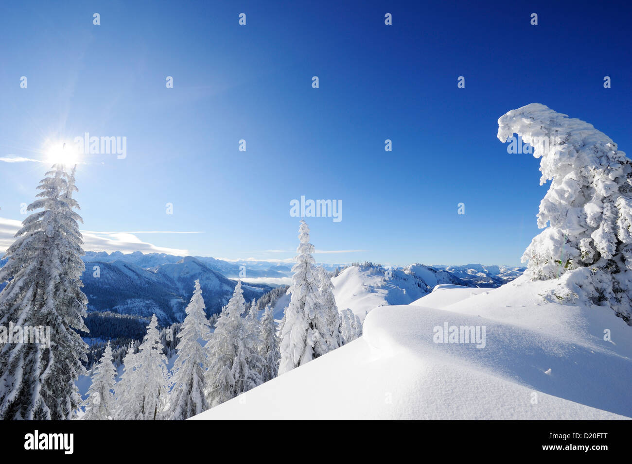 Snow-covered fir trees on a ridge with mountain range in the background, Hochries, Chiemgau range, Chiemgau, Upper Bavaria, Bava Stock Photo