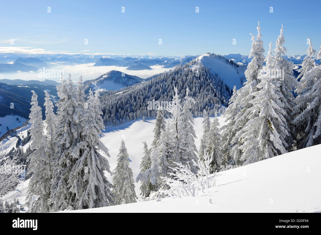 Snow-covered fir trees with view down to the Inn valley, Hochries, Chiemgau range, Chiemgau, Upper Bavaria, Bavaria, Germany Stock Photo