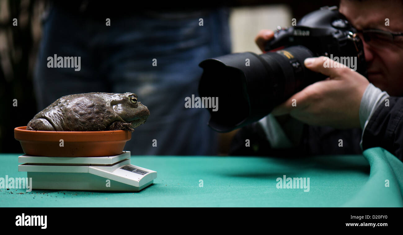 An African bullfrog is weighed during the annual inventory at the zoo in Dresden, Germany, 09 January 2013. Photo: ARNO BURGI Stock Photo