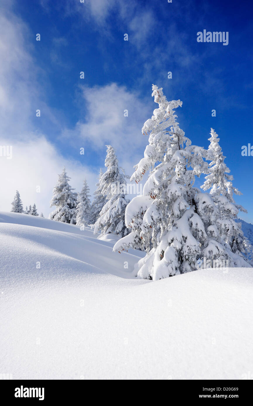 Snow covered fir trees, Schildenstein, Tegernseer range, Bavarian Prealps, Upper Bavaria, Bavaria, Germany Stock Photo