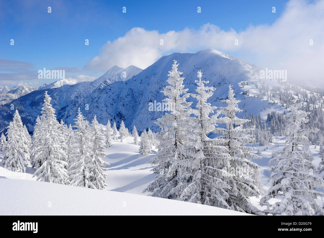 Snow covered fir trees at Schildenstein, Schildenstein, Tegernseer range, Bavarian Prealps, Upper Bavaria, Bavaria, Germany Stock Photo