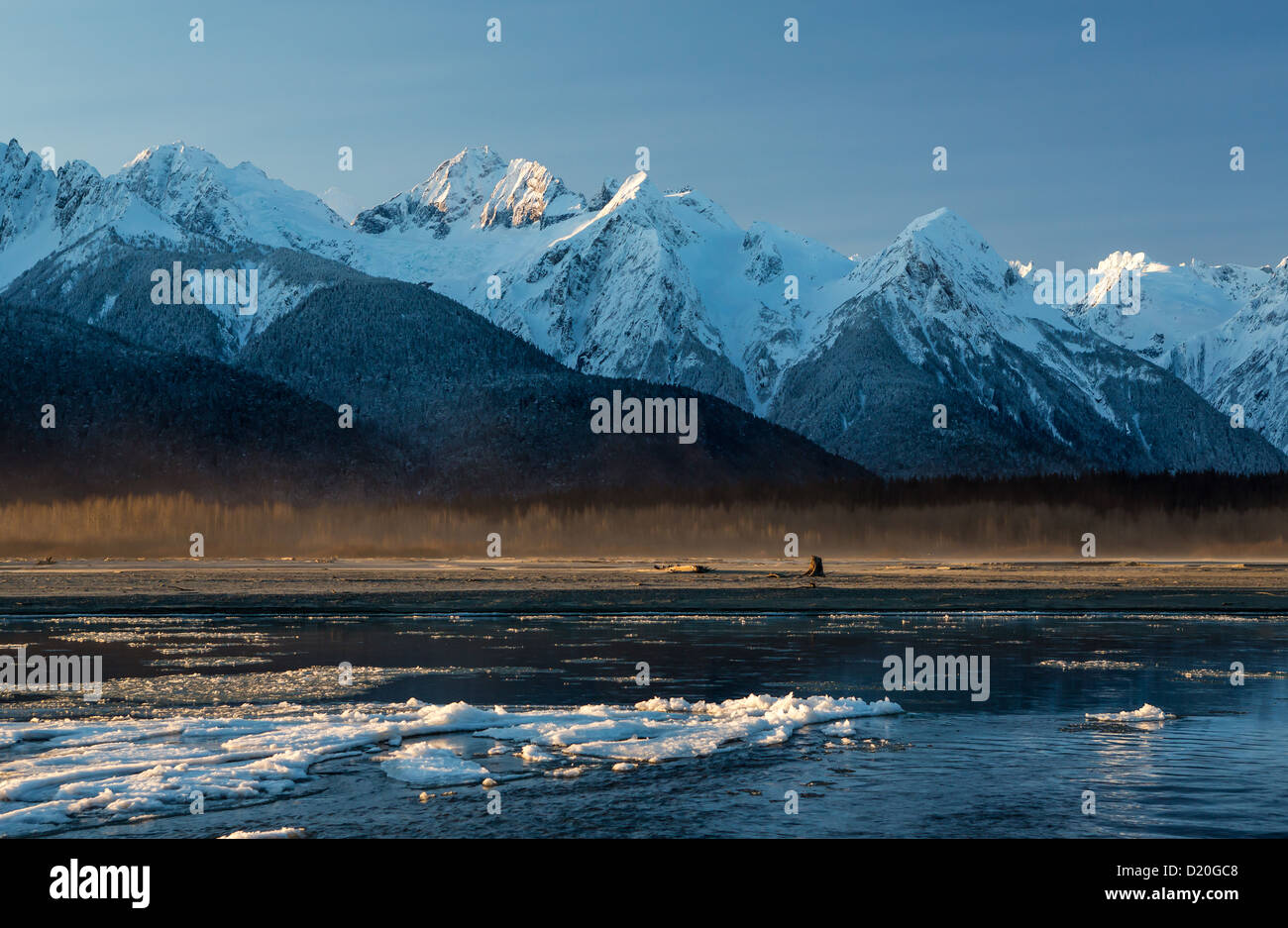 Chilkat bald eagles preserve Stock Photo Alamy