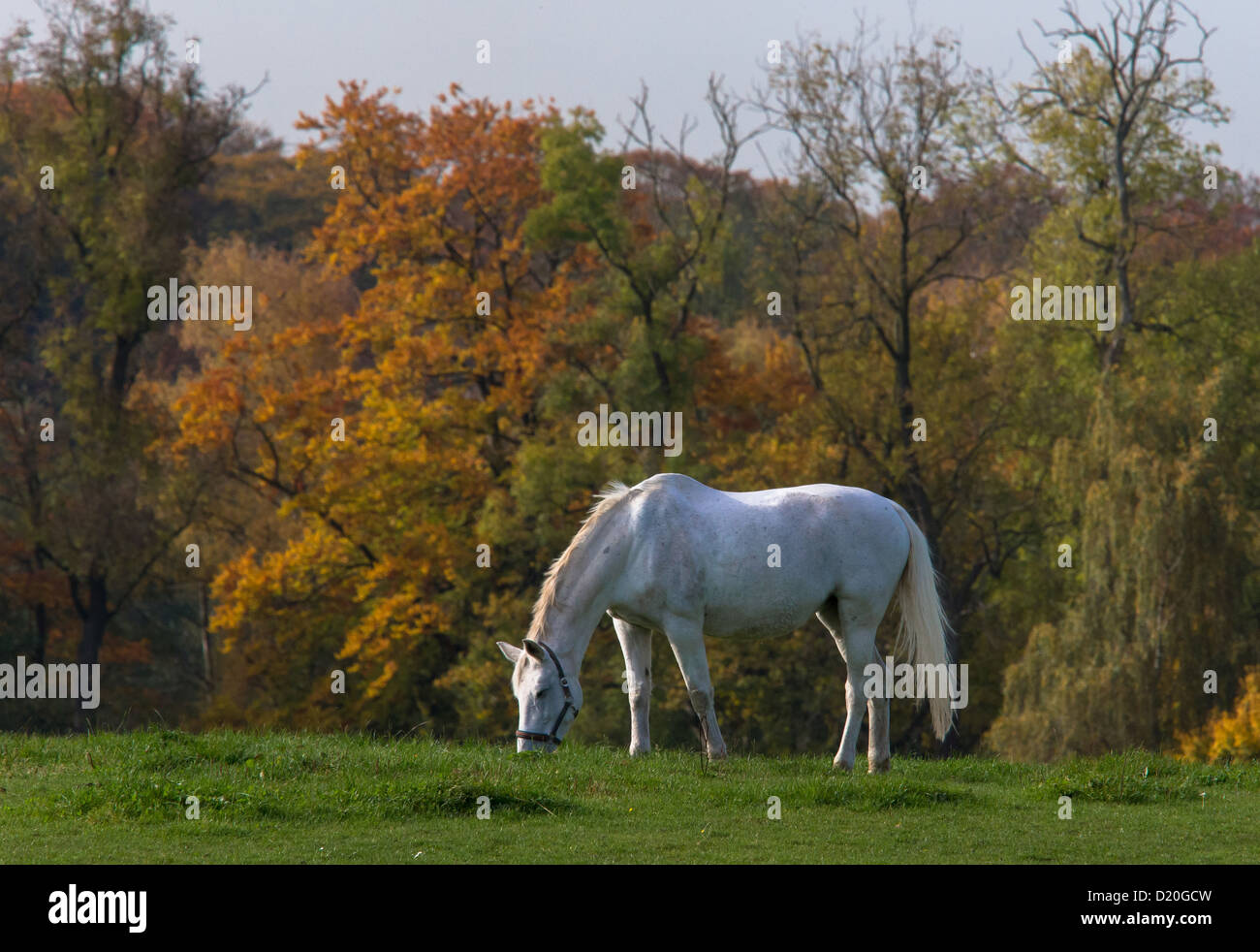 grey horse (Equus sp.) in autumn. Stock Photo