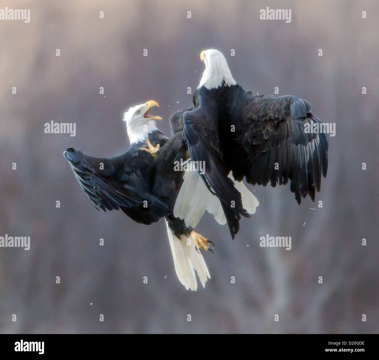 bald eagles fighting (Haliaeetus leucocephalus). Stock Photo
