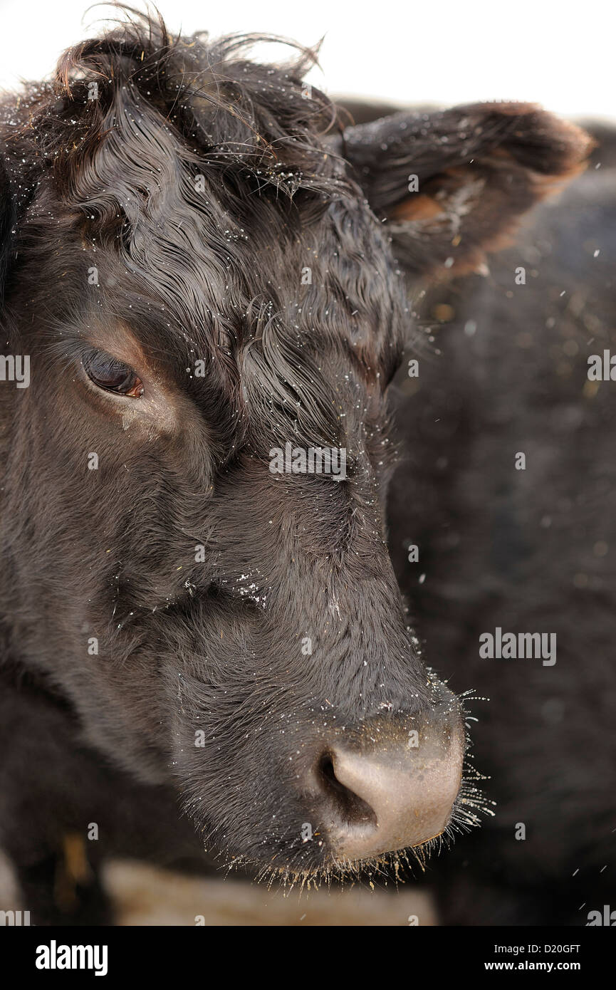 Angus cow in a snowstorm, Tyrol, Austria Stock Photo