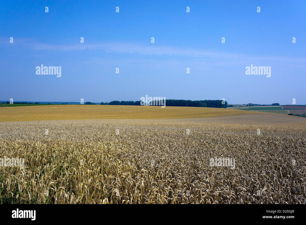 wheat field, Otzberg, Hesse, Germany, Europe Stock Photo