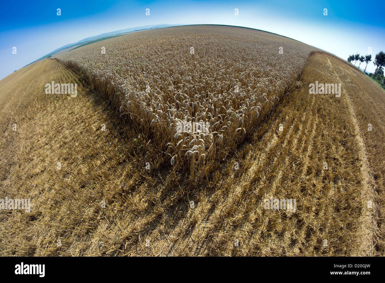 Partially mowed wheat field, Otzberg, Hesse, Germany, Europe Stock Photo