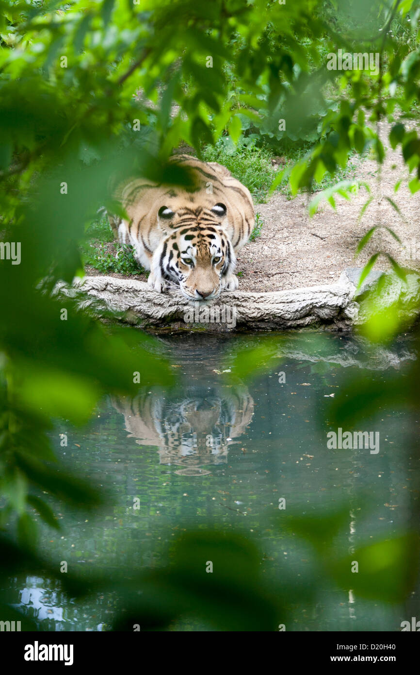 Tiger drinking water, seen through the bushes, Zoo Leipzig, Leipzig, Saxony, Germany Stock Photo