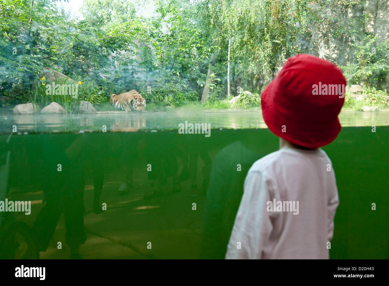 Children watching a tiger drinking, view through a glass panel, Leipzig Zoo, Leipzig, Saxony, Germany Stock Photo