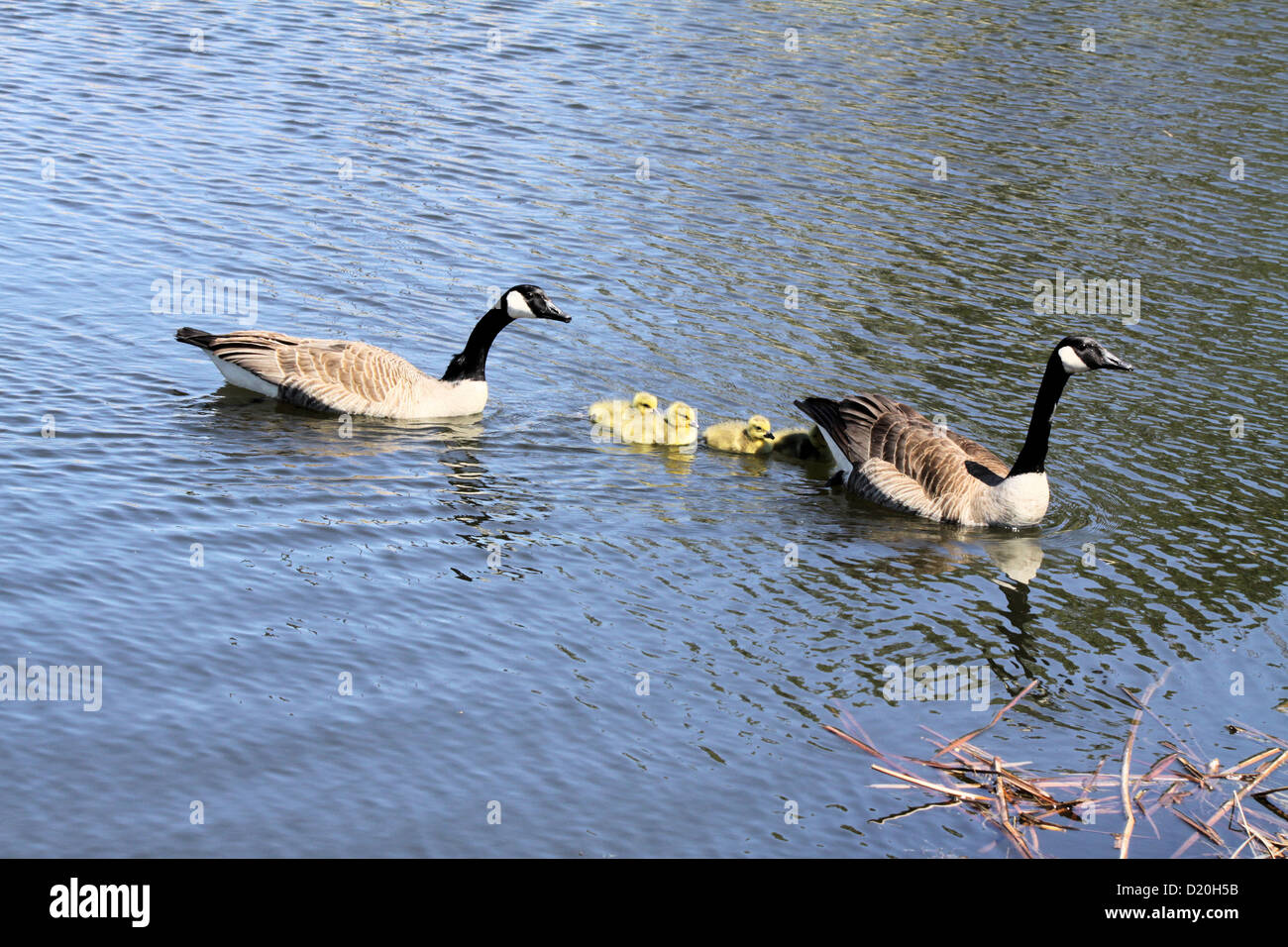 Canada goose small cheap