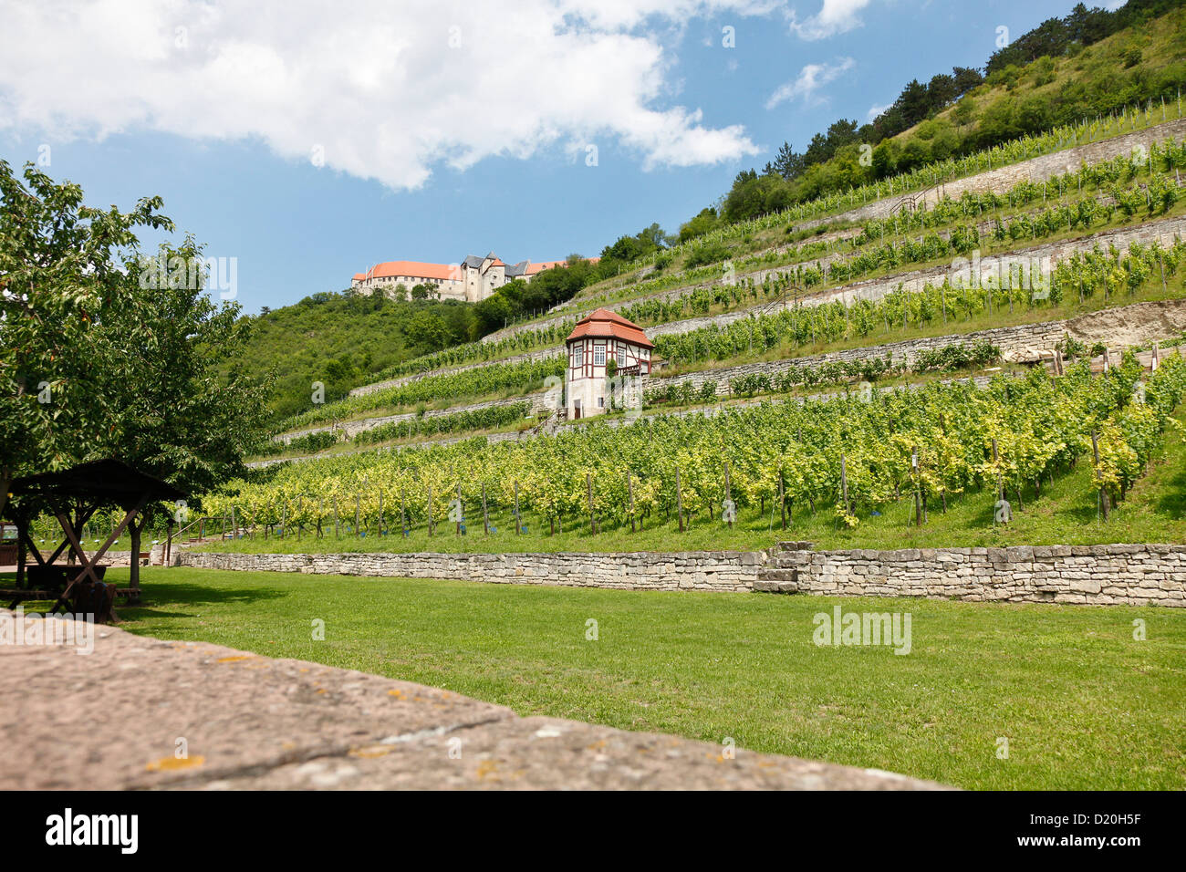 Vineyard, winegrowing, Saale, Unstrut, Freyburg, Saxony-Anhalt, Germany Stock Photo