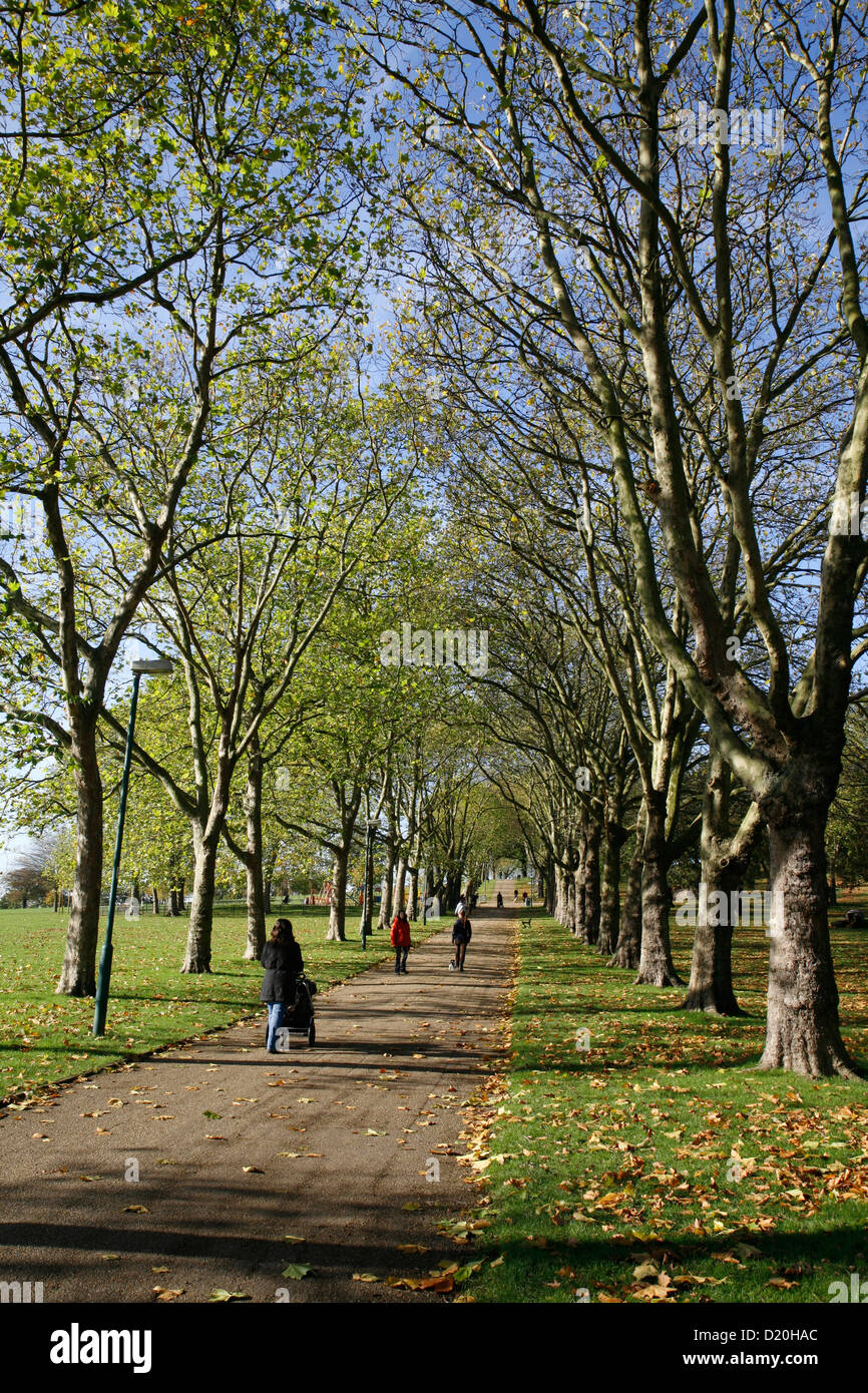 Avenue of plane trees in Gladstone Park, Dollis Hill, London, UK Stock Photo