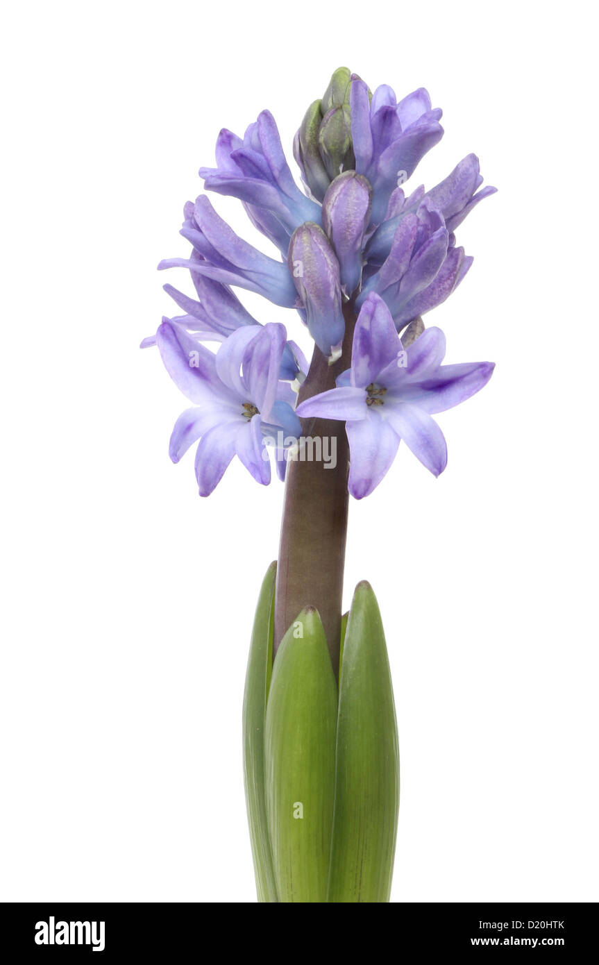 Closeup of purple hyacinth flower spike and leaves isolated against white Stock Photo
