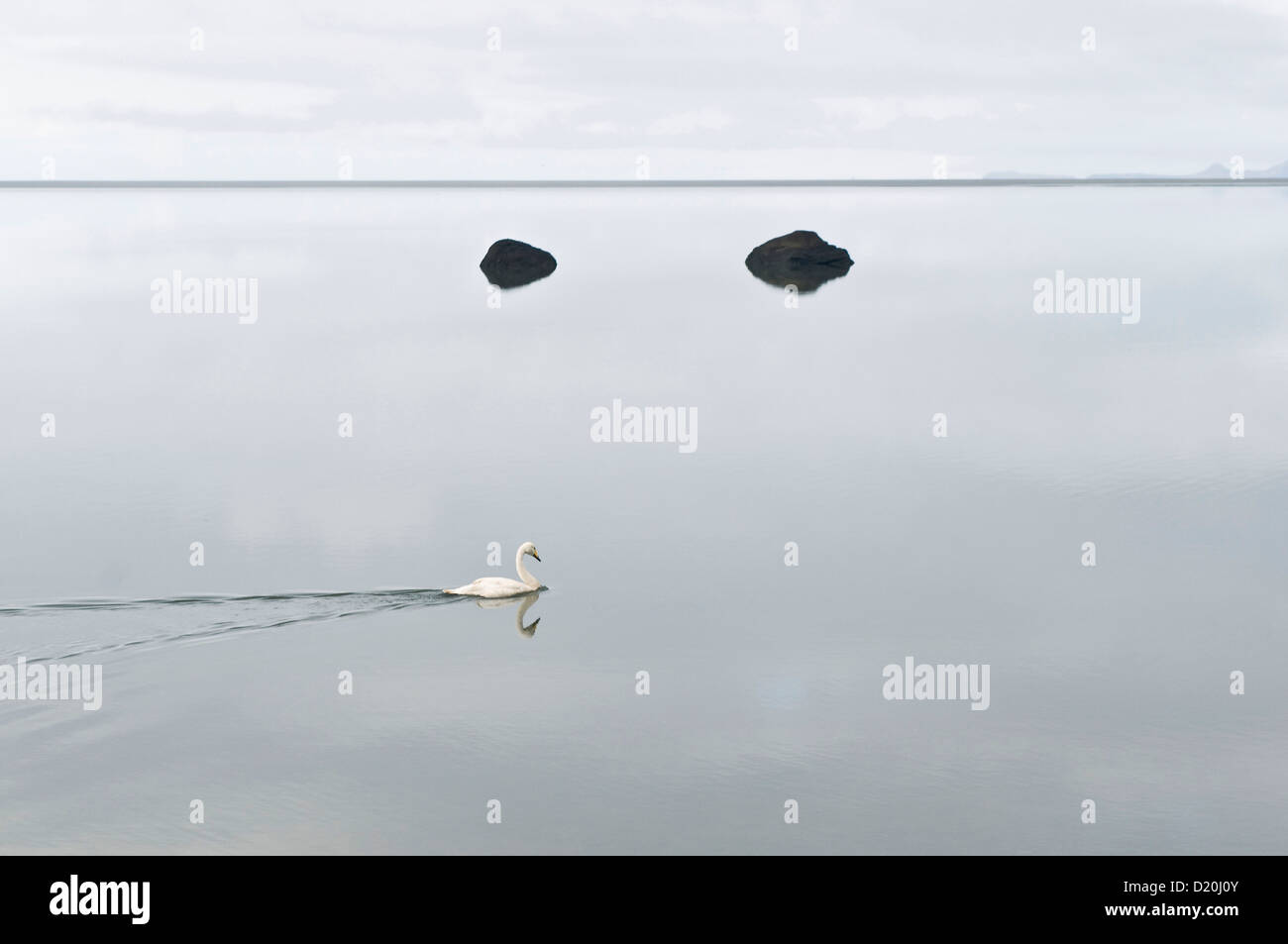 Whooper Swan in the quiet waters of the lagoon near Skogar, Iceland, Scandinavia, Europe Stock Photo