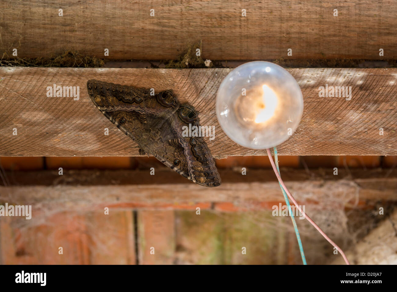 Moth Hanging Upside Down From Wooden Ceiling Stock Photo 52874815