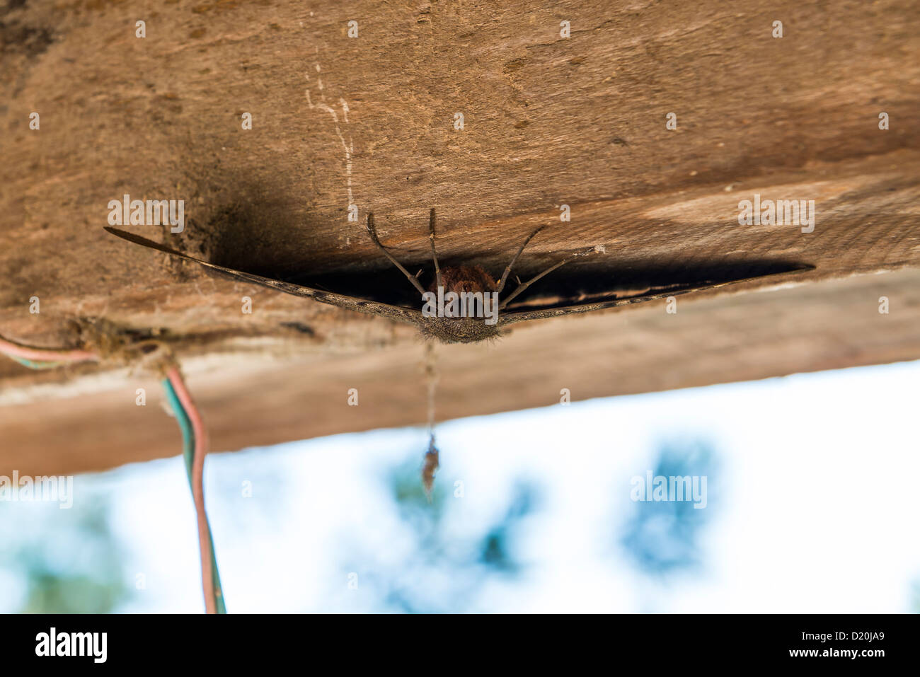 Moth Hanging Upside Down From Wooden Ceiling Stock Photo 52874817