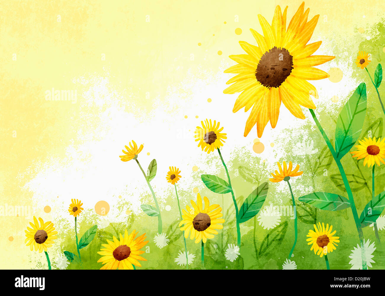 sunflowers in the field Stock Photo - Alamy