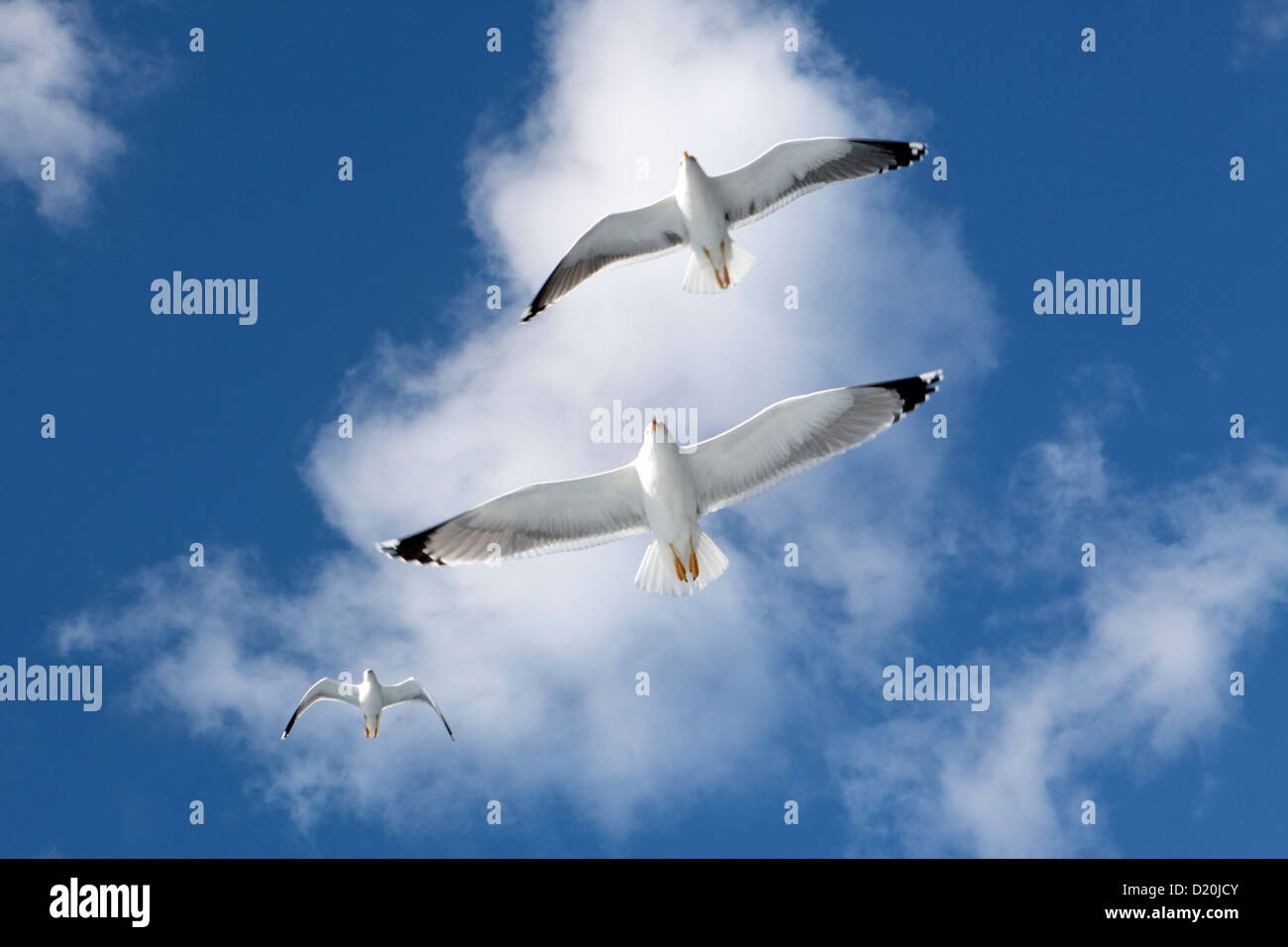 Looking up at three seagulls in flight against a bright blue sky & fluffy cloud, Tenerife, Canary Islands Stock Photo