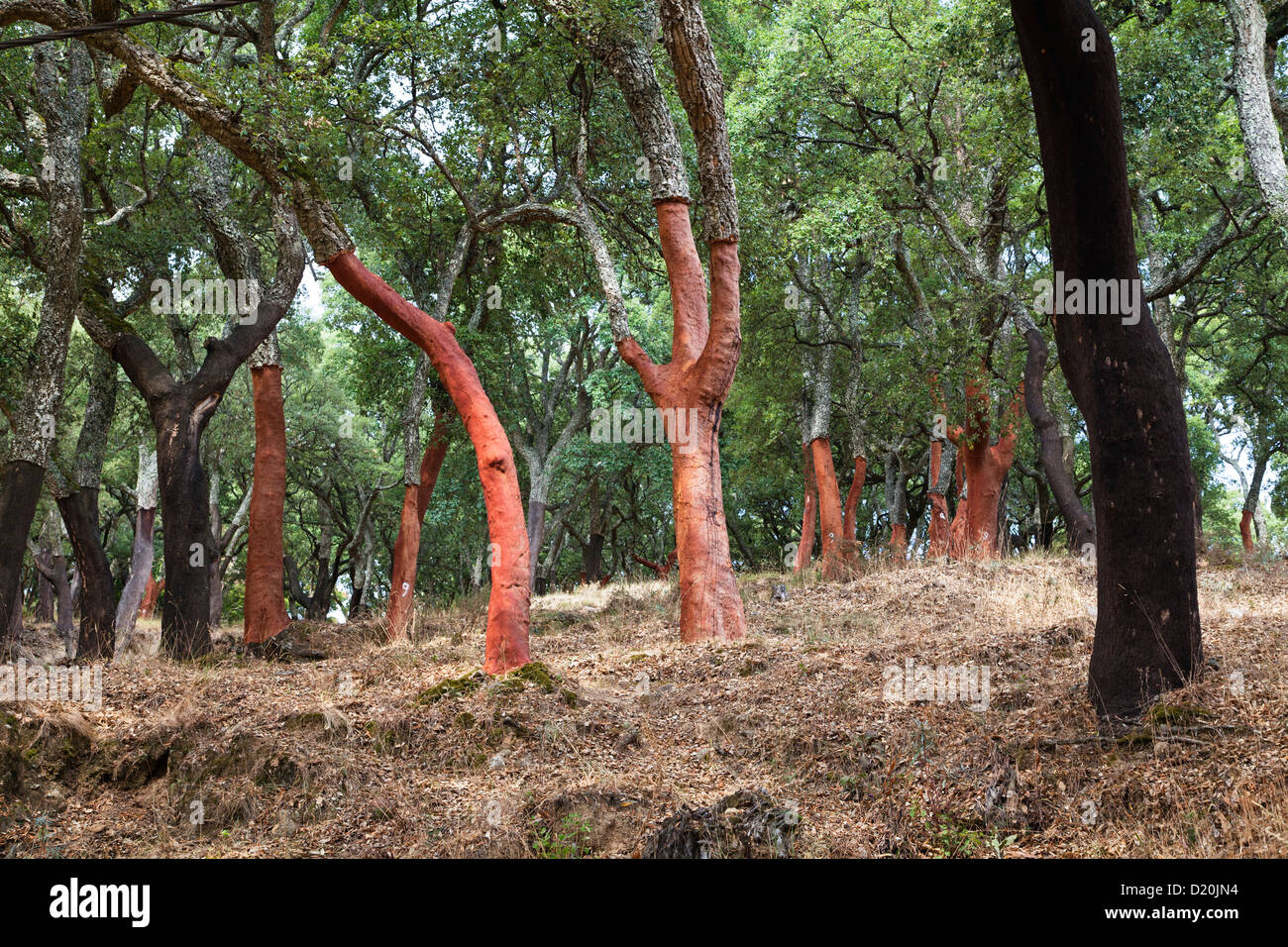 Cork Oaks in the Serra de Monchique, Algarve, Portugal, Europe Stock Photo
