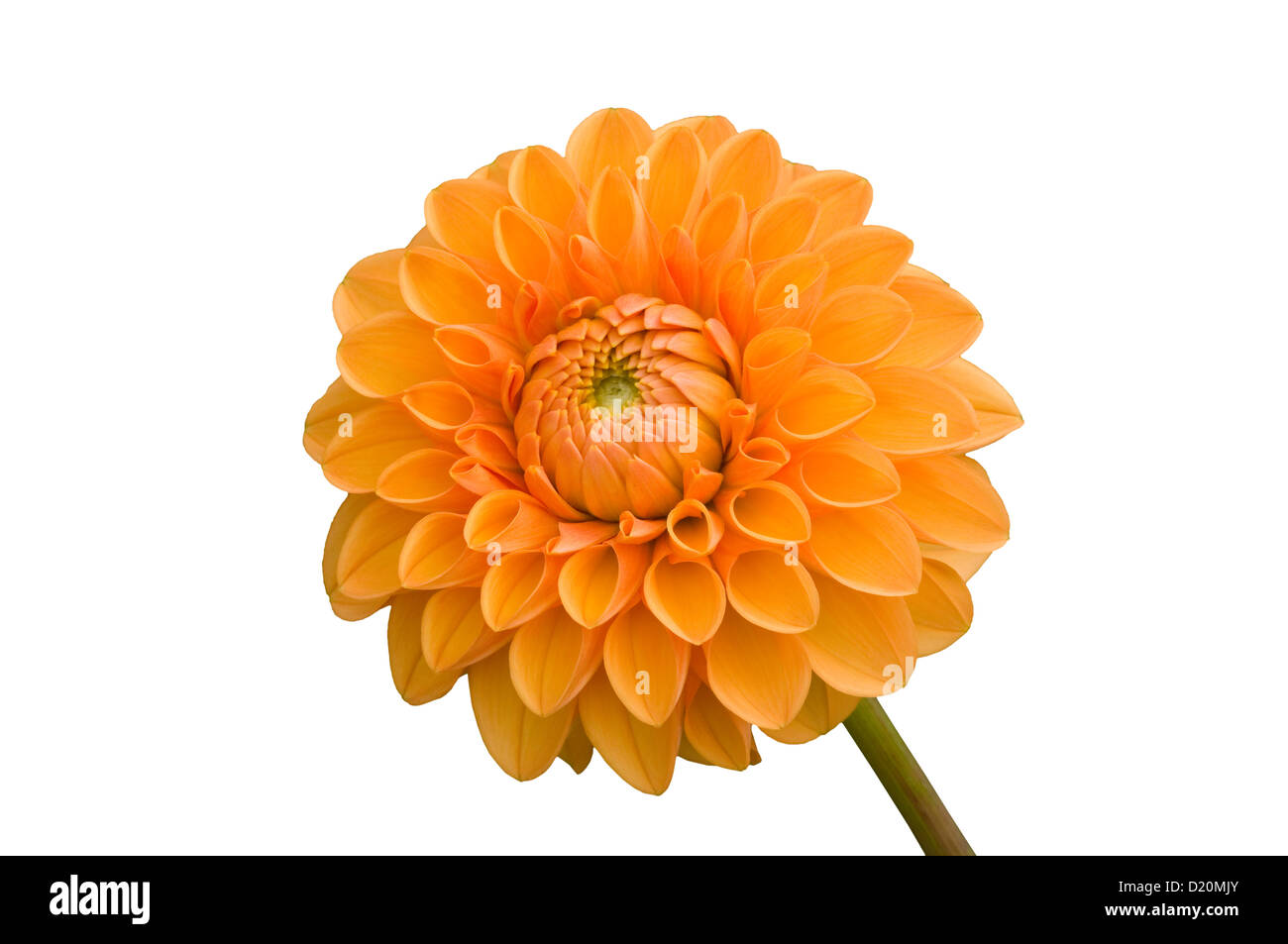 Orange Tuberous Perennial Ball Dahlia 'Sylvia' Stock Photo