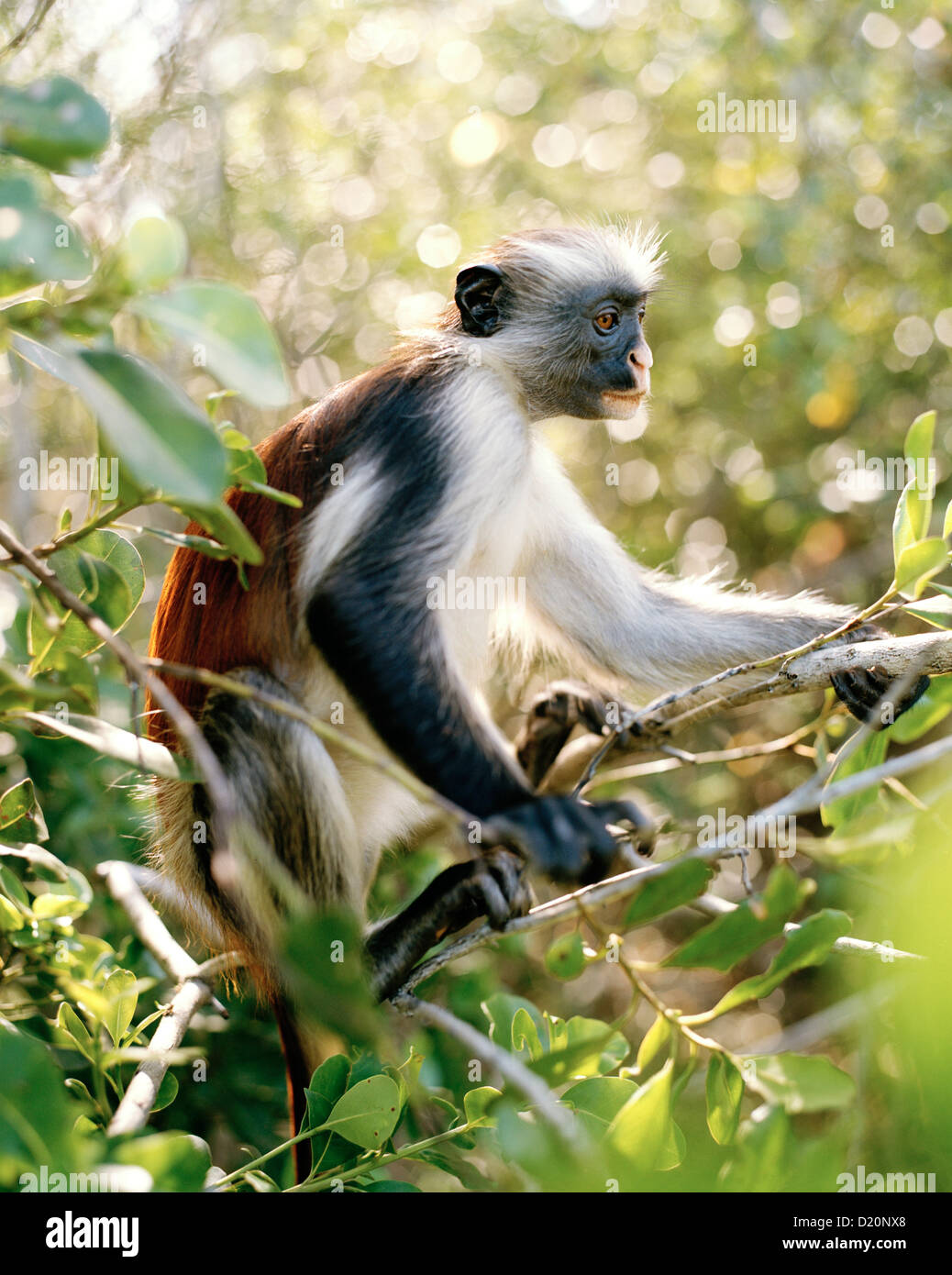 Kirks Red Colubus Monkey, Zanzibar Red Colobus, Jozani Forest Reserve, south eastern Zanzibar, Tanzania, East Africa Stock Photo
