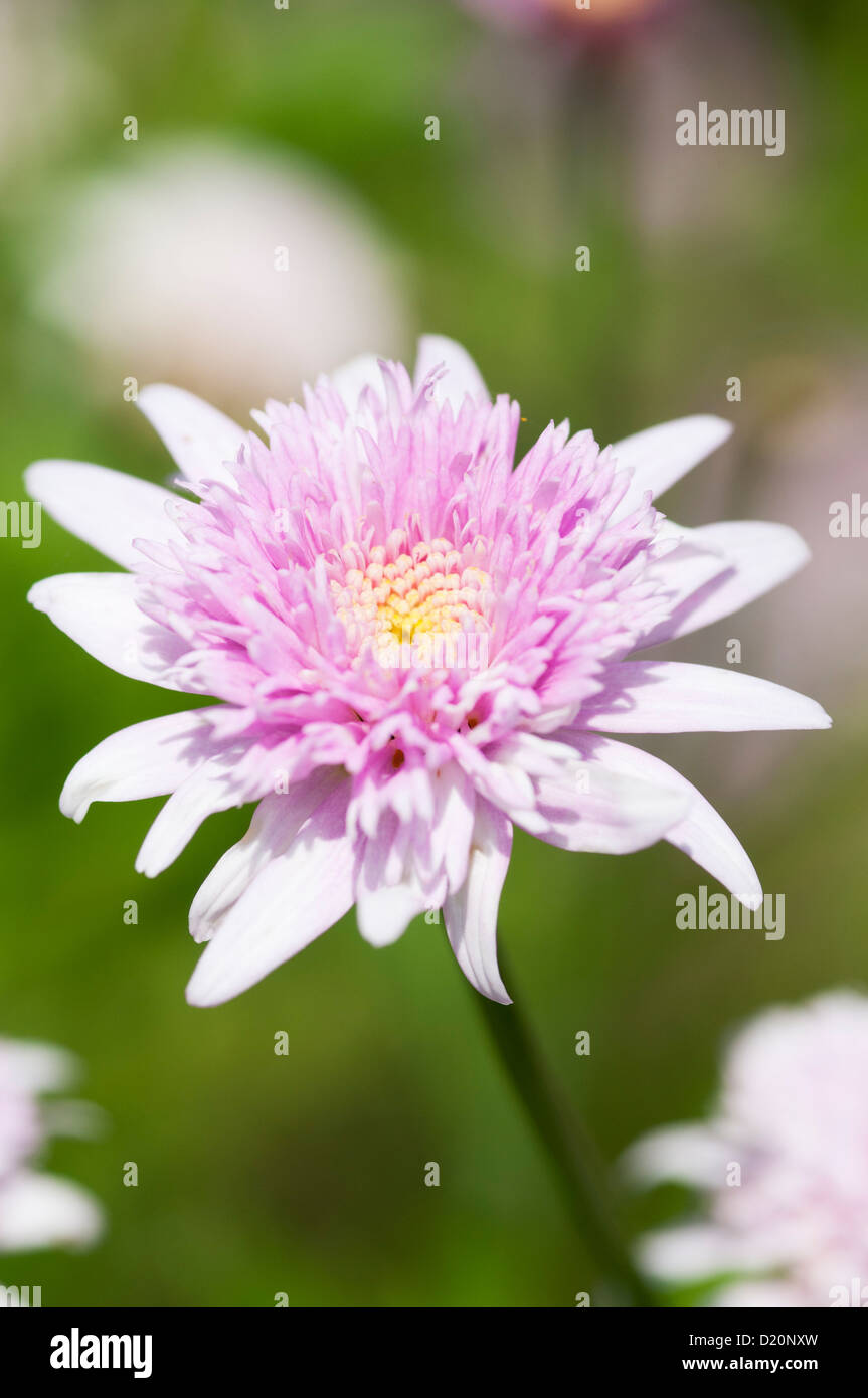 Argyranthemum hi-res stock photography and images - Alamy