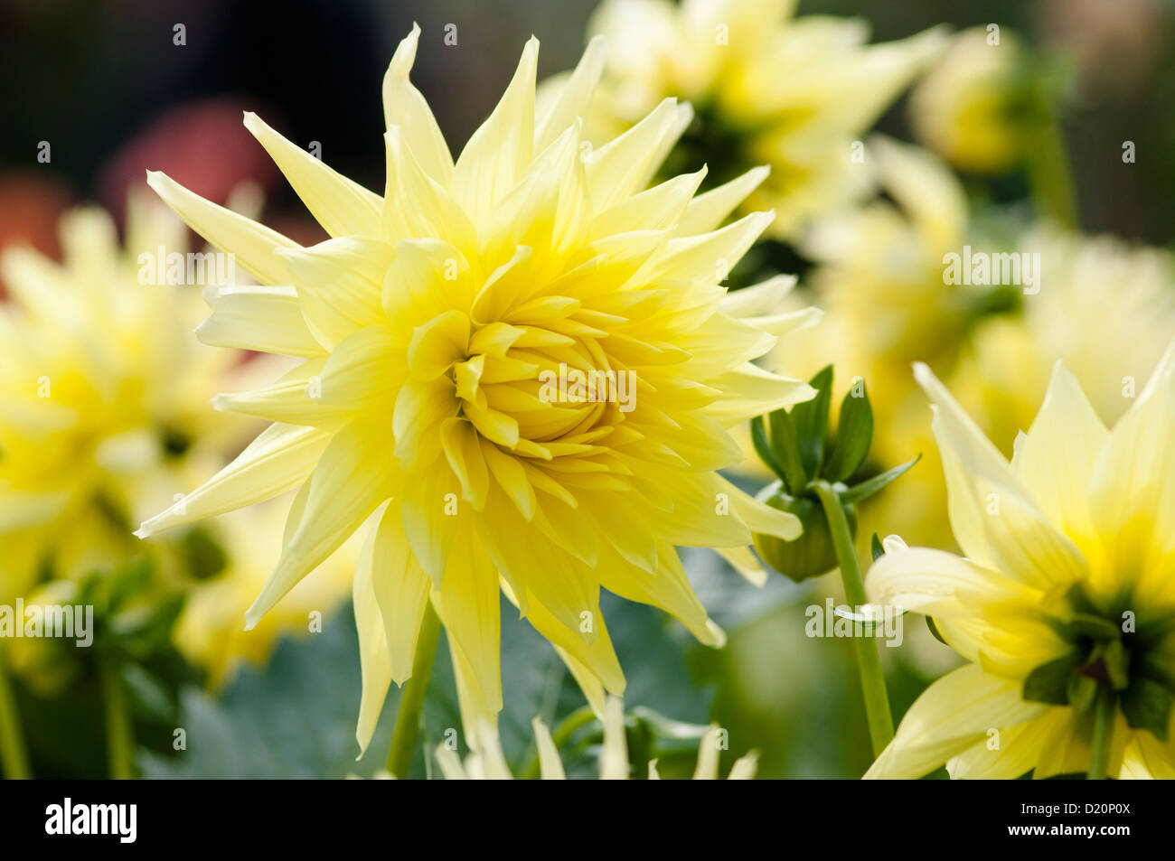 DAHLIA SUSAN CAREY Stock Photo