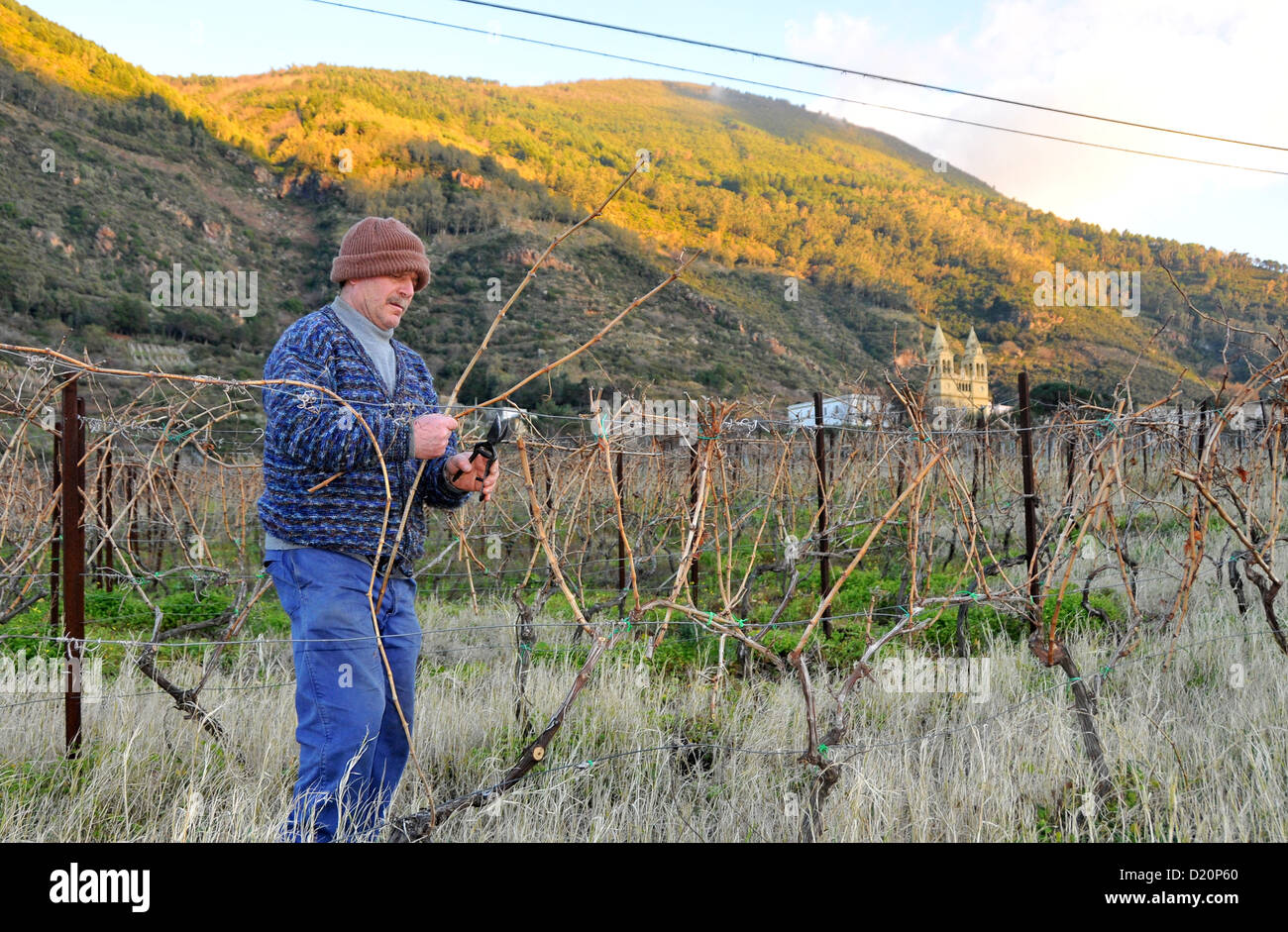 Viniculture in Leni, Island of Salina, Aeolian Islands, Sicily, Italy Stock Photo