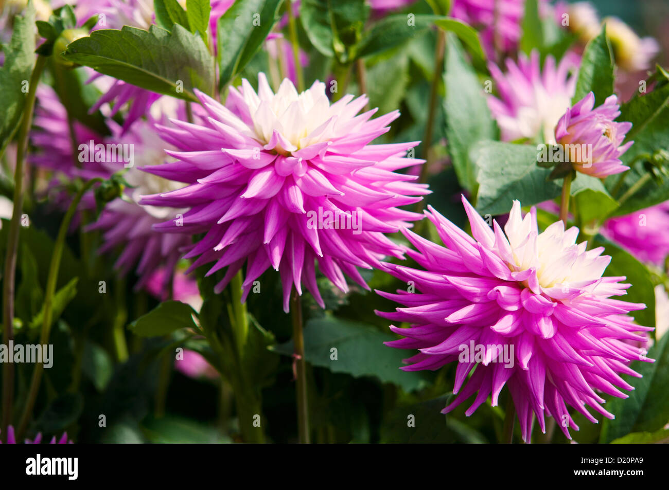 Hillcrest hires stock photography and images Alamy