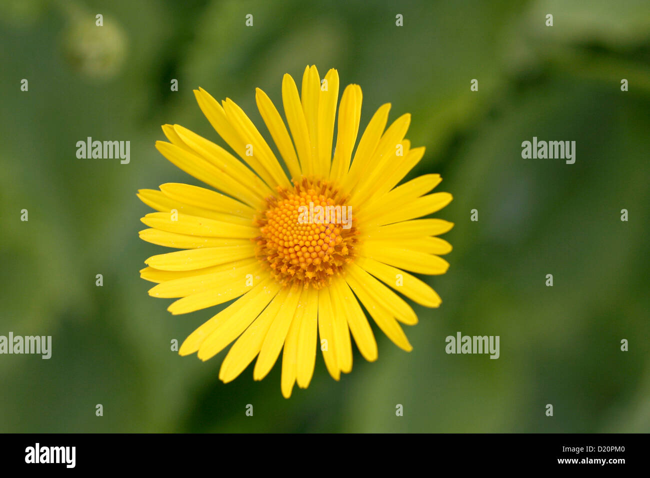 Yellow oxeye daisy closeup on green Stock Photo