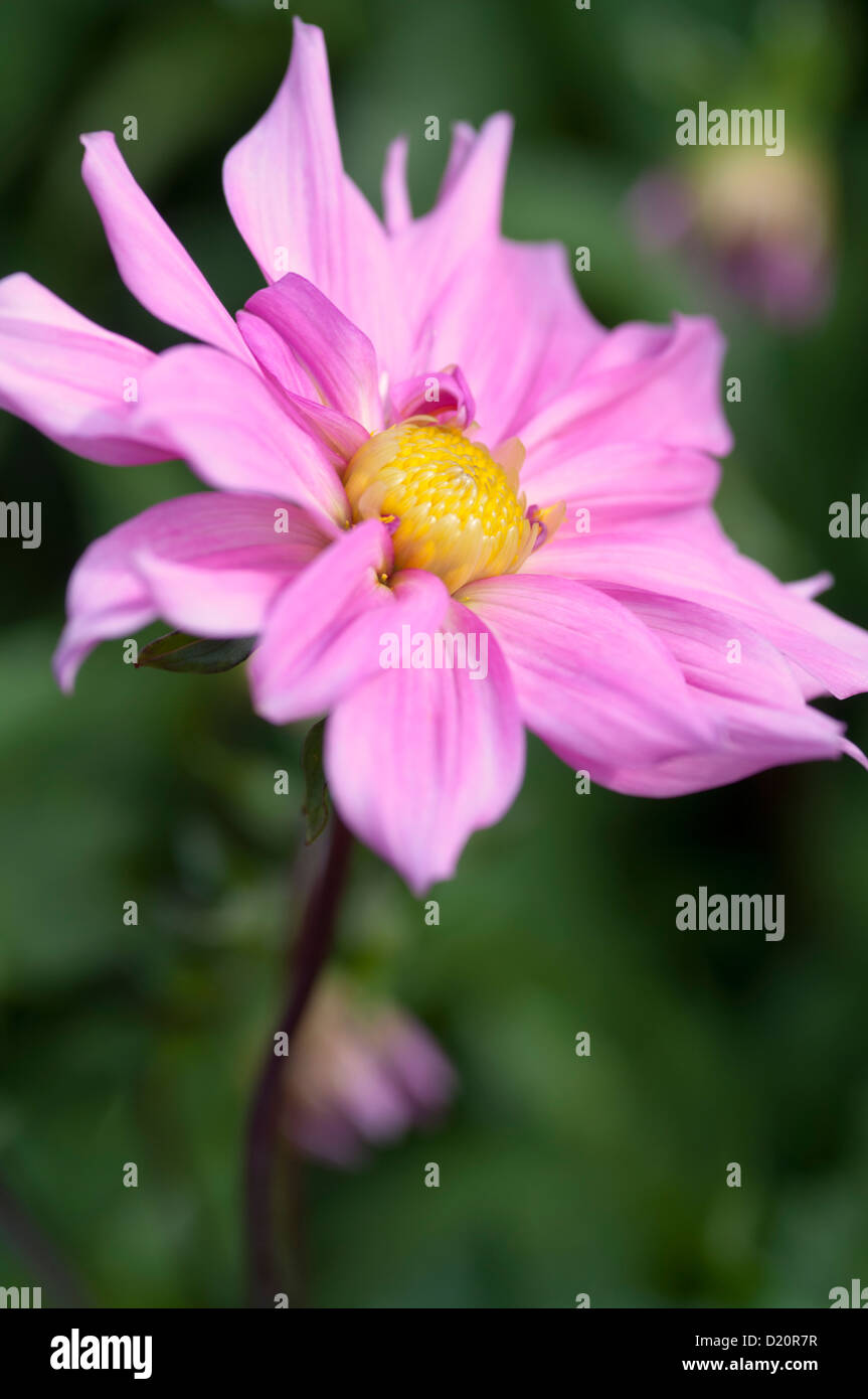 DAHLIA HONOUR FRANCIS Stock Photo