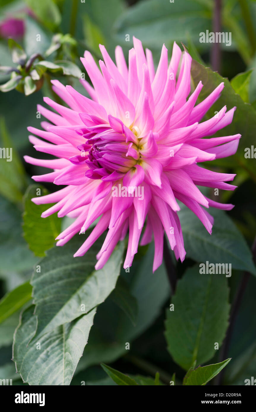 DAHLIA PARKLAND RAVE Stock Photo