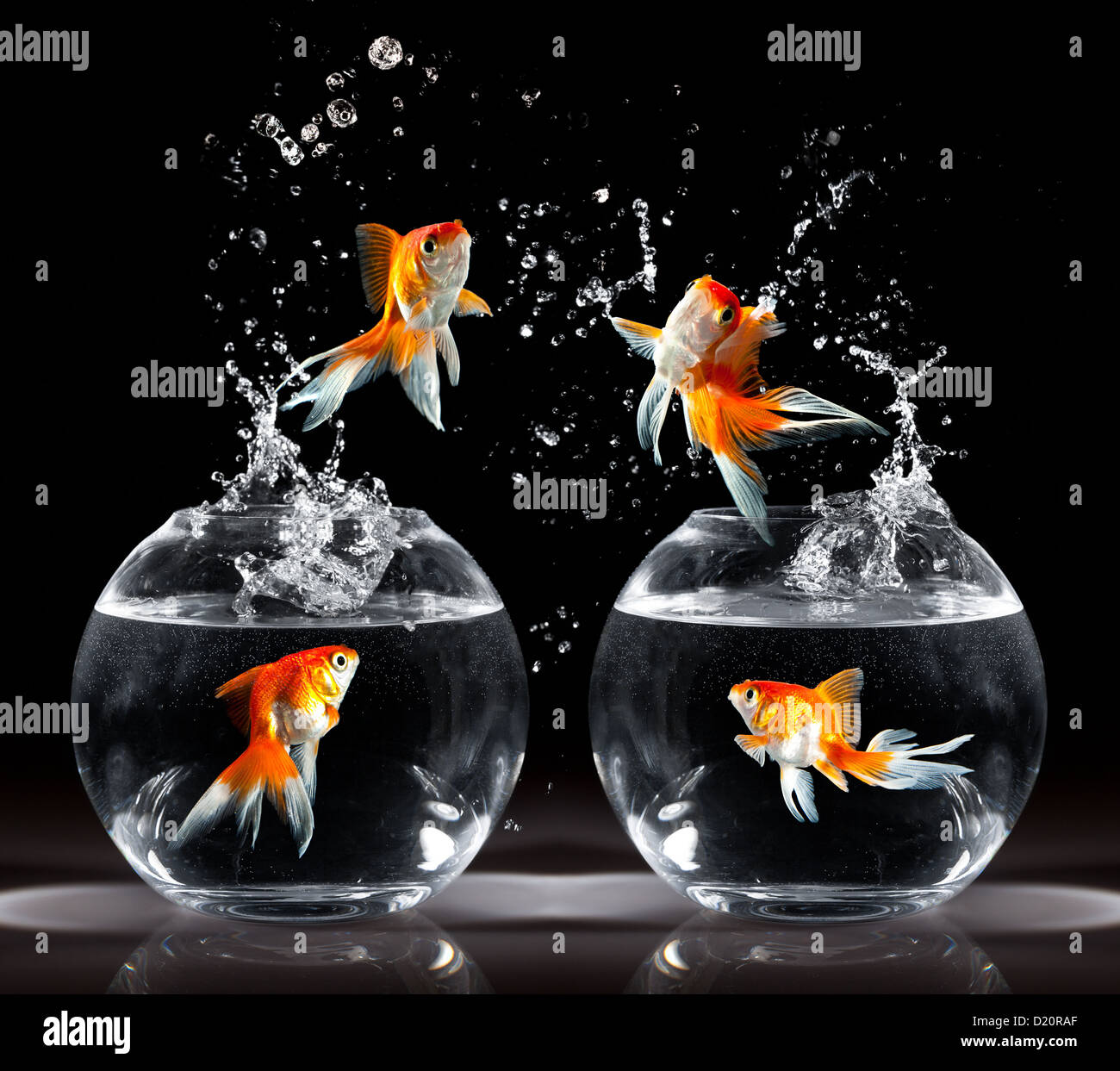 goldfishs jumps upwards from an aquarium on a dark background Stock