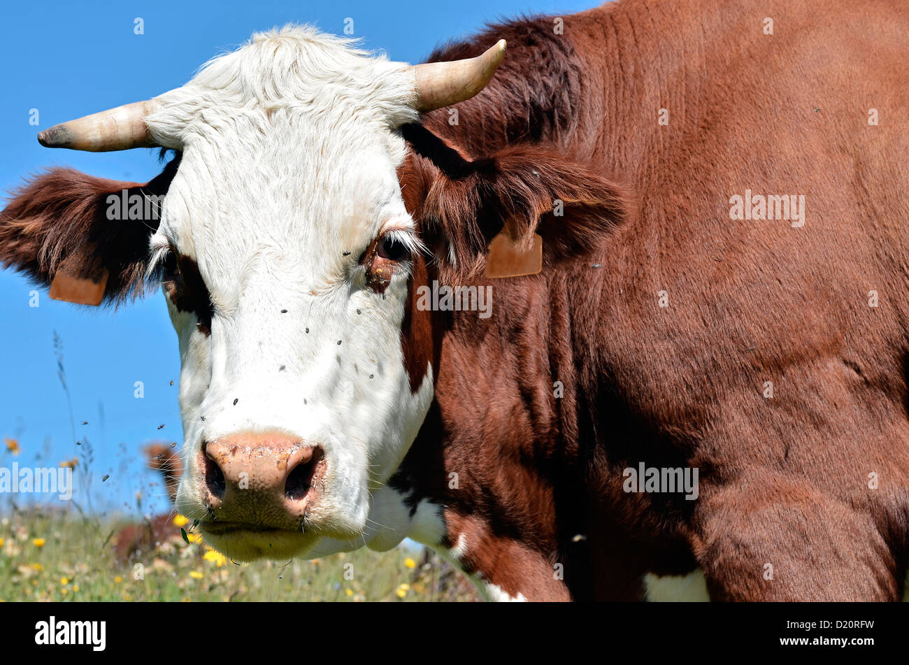 Portrait of Abondance cow in the French Alps in Savoie department at La Plagne Stock Photo