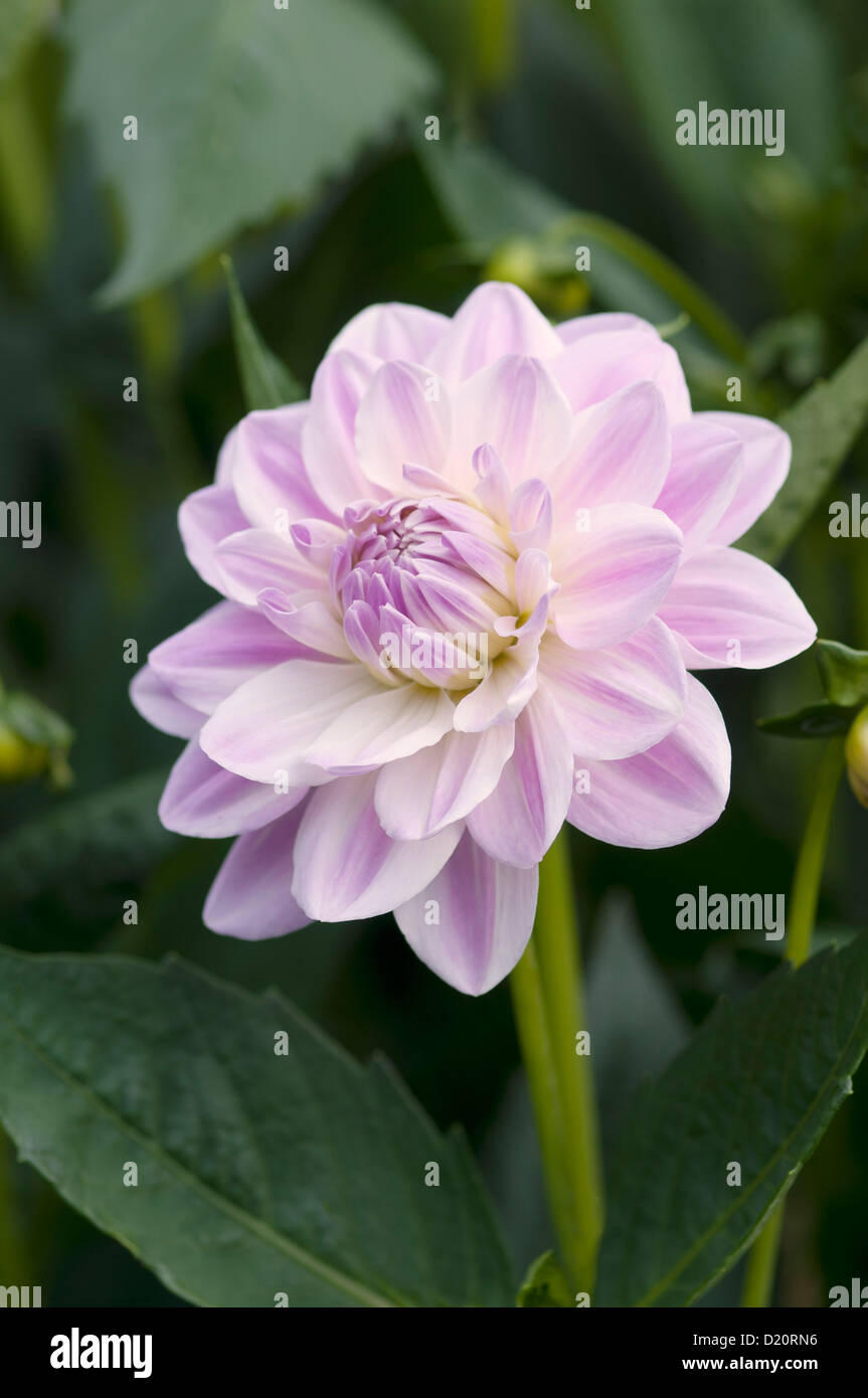 DAHLIA CRYSTAL BEAUTY Stock Photo
