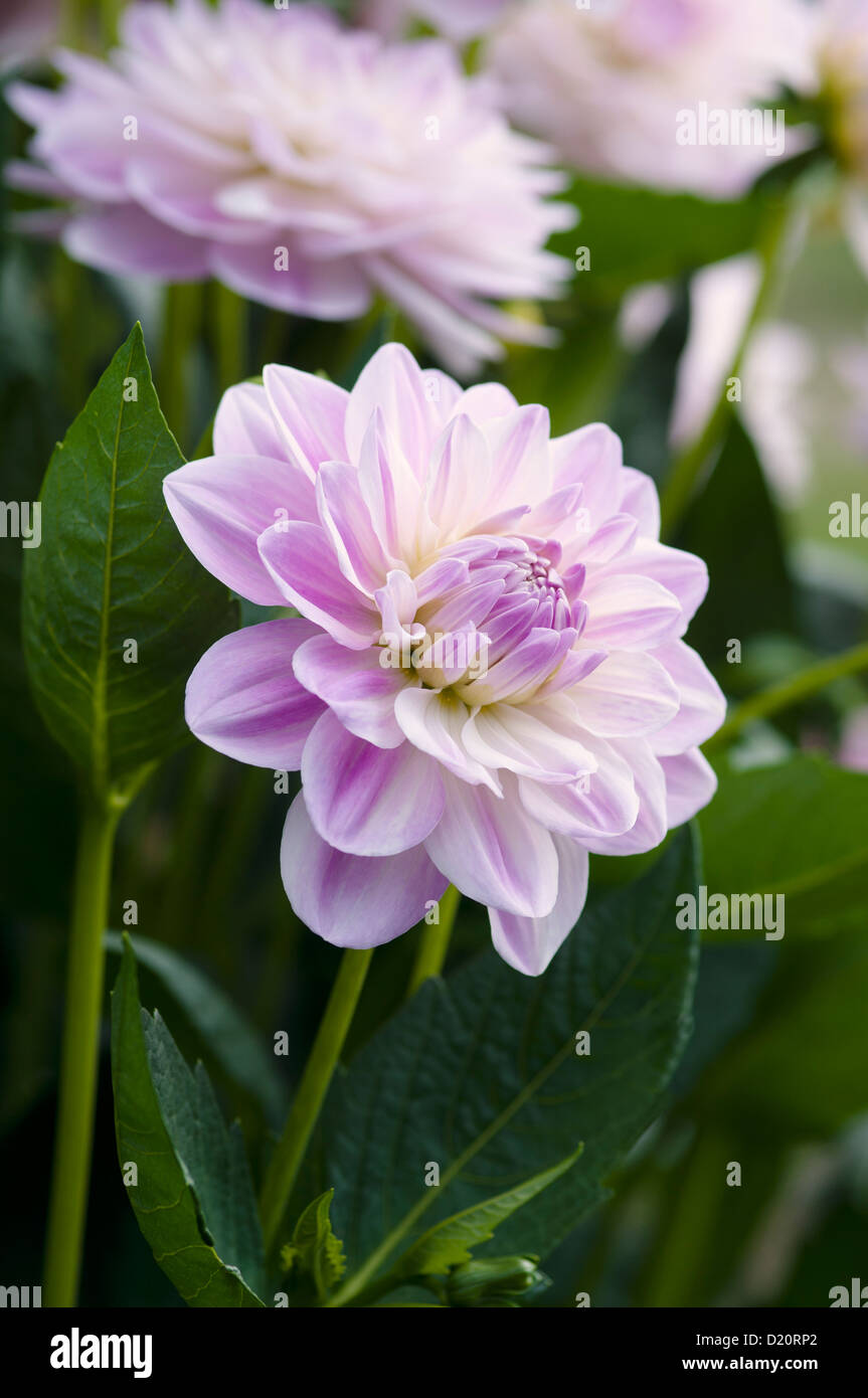 DAHLIA CRYSTAL BEAUTY Stock Photo