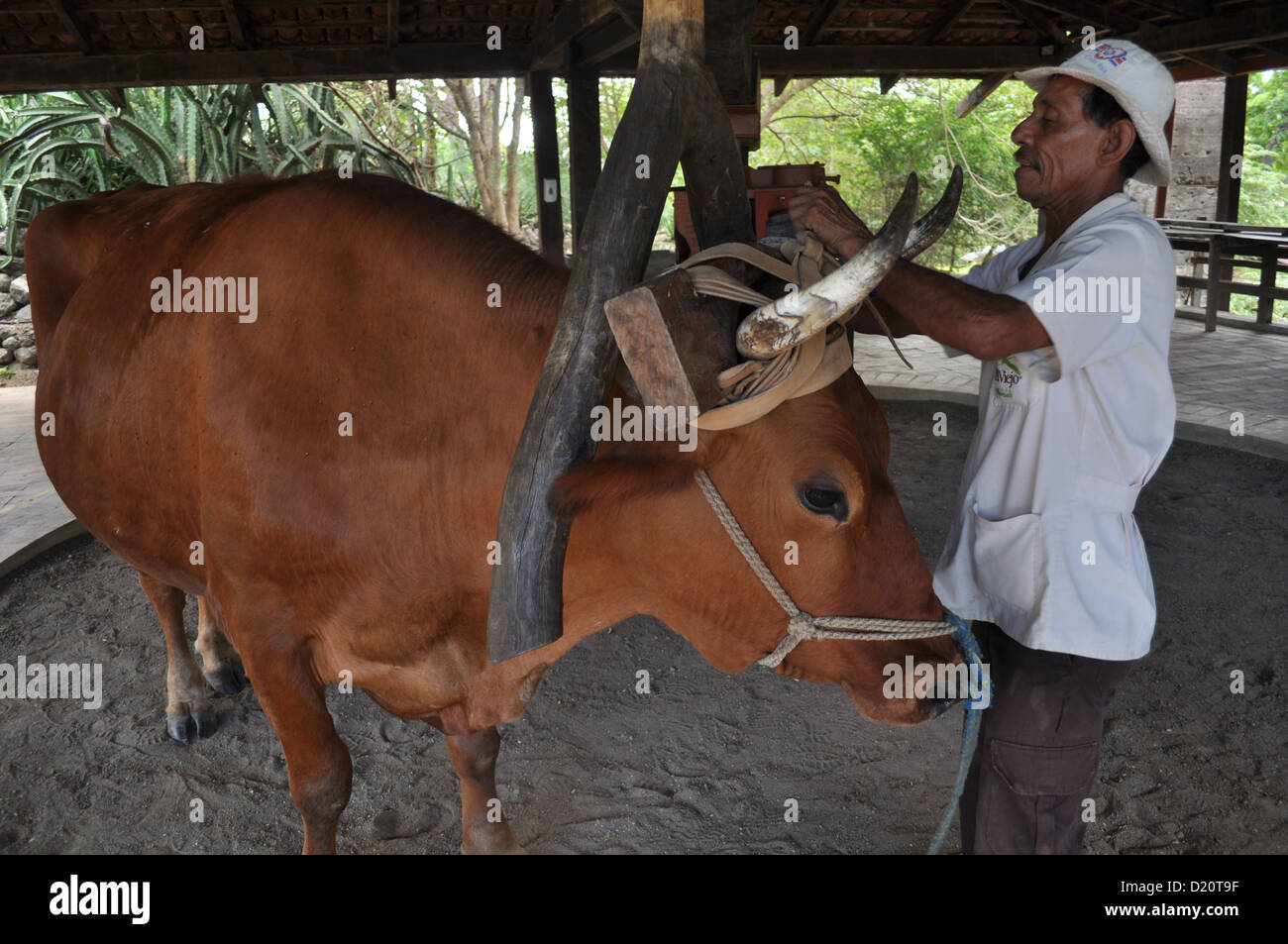 near Filadelfia (Costa Rica): bull used to make work a sugarcane squeezing machine at Hacienda El Viejo Stock Photo